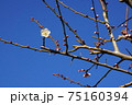 梅の開花（快晴） 75160394