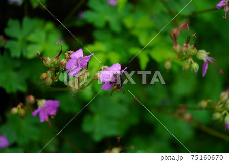 ゼラニウムダルマチカムの蜜を吸うコマルハナバチの雌 75160670