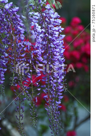 美しく垂れ下がる 75160871