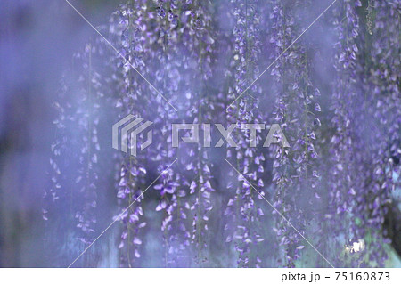 美しく垂れ下がる 75160873