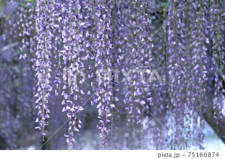 美しく垂れ下がる 75160874