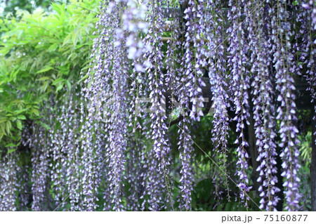 美しく垂れ下がる 美しく垂れ下がる 75160877