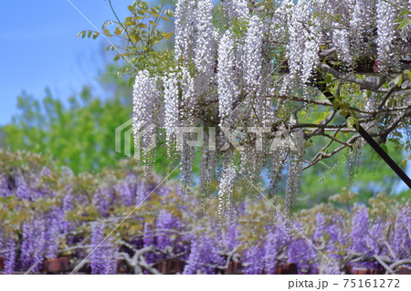 美しく垂れ下がる 75161272