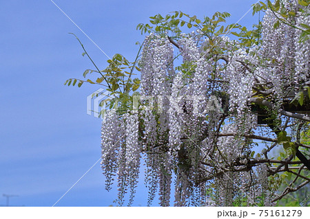 美しく垂れ下がる 75161279