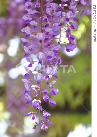 美しく垂れ下がる 75161282