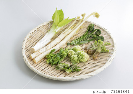 ザルに盛られた山菜 75161341
