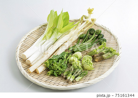 ザルに盛られた山菜 ザルに盛られた山菜 75161344