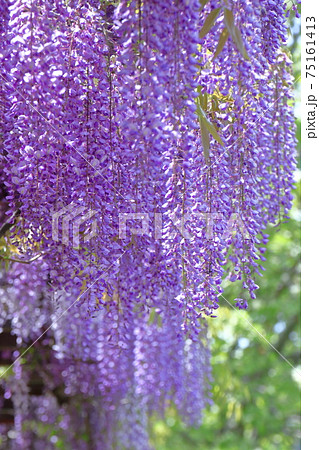 美しく垂れ下がる 75161413