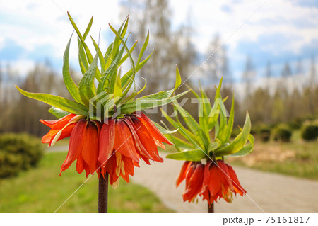 Orange crown imperial flowers. Fritillaria imperialis. Selective focus. Orange crown imperial flowers. Fritillaria imperialis. Selective focus. 75161817