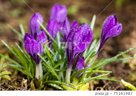 Violet beautiful crocuses with raindrops in early spring garden. Soft selective focus. 75161987