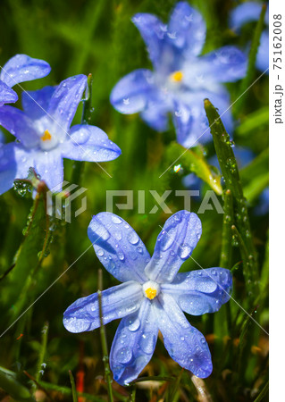 Closeup of blooming blue scilla luciliae flowers with raindrops in sunny day.  75162008