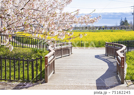 県営権現堂公園　菜の花と桜の風景 75162245