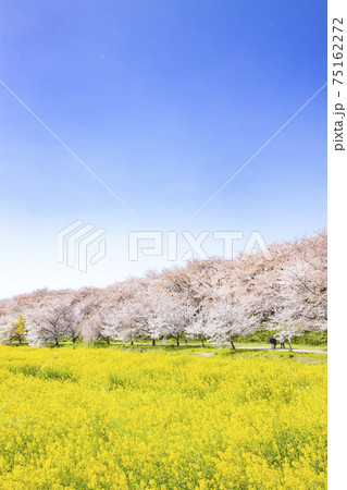 県営権現堂公園　菜の花と桜並木の風景 75162272