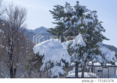 山 木 雪岳山 75162376