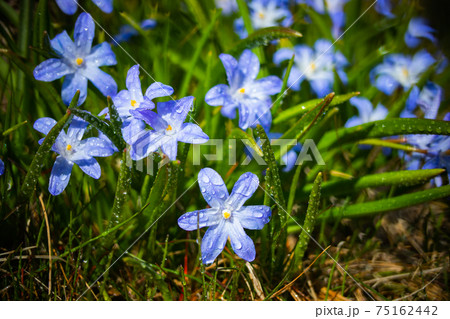 Closeup of blooming blue scilla luciliae flowers with raindrops in sunny day. 75162442