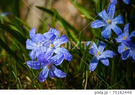 Closeup of blooming blue scilla luciliae flowers with raindrops in sunny day.  75162449