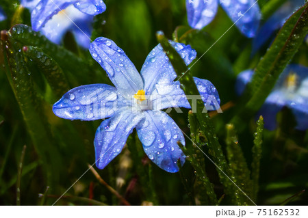 Closeup of blooming blue scilla luciliae flowers with raindrops in sunny day.  75162532