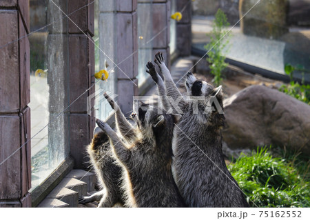Raccoons pull their paws to eat. Funny photo with animals. 75162552