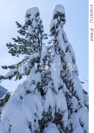 山 木 雪岳山 75162614