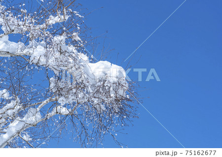 木 雪花 雪岳山 75162677