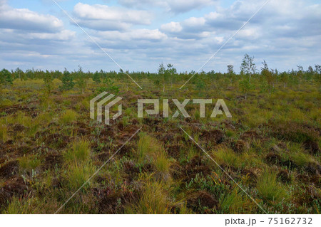 Young green swamp in early spring. Swampy area. 75162732