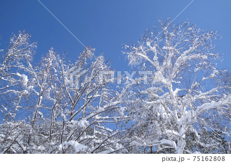 木 雪花 雪岳山 75162808