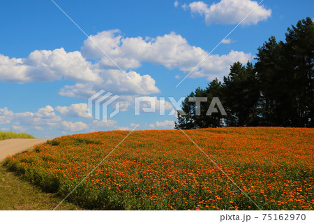 Bright orange field of blooming calendula in summer or spring. 75162970