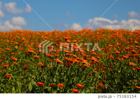 Blooming field of calendula. A useful plant used in medicine. 75163154