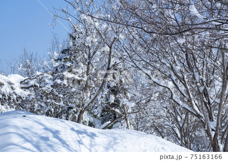 山 木 雪岳山 75163166