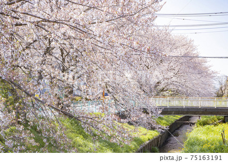 久喜市青毛　ソメイヨシノと水路の風景 75163191