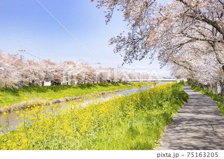 埼玉県久喜市　青毛堀川　ソメイヨシノの桜並木と菜の花の風景 75163205
