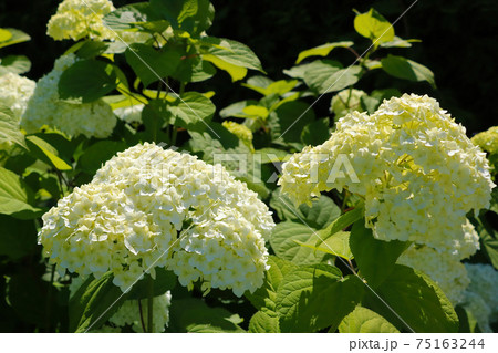 Beautiful hydrangea flowers bloom in the garden in spring. 75163244