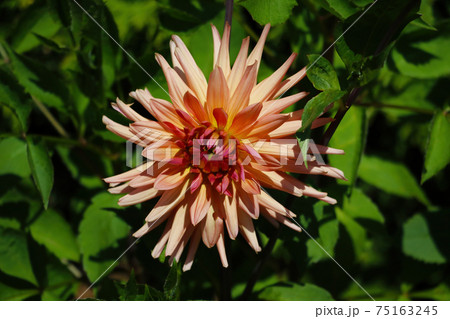 Bud Dahlia flower close up in the garden. Bud Dahlia flower close up in the garden. 75163245