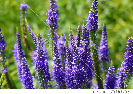 Beautiful flowers of lupine blooms in the meadow. 75163253