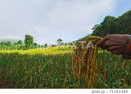 Hand tenderly touching a farmers rice 75163389