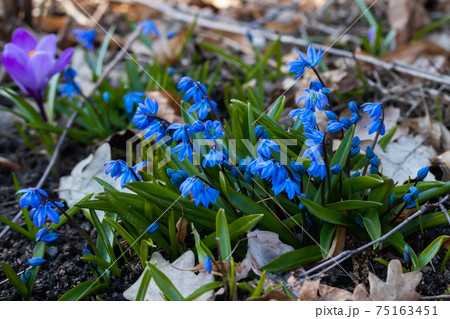 Blue scilla in the spring forest. The first spring flowers. Selective focus. Blue scilla in the spring forest. The first spring flowers. Selective focus. 75163451
