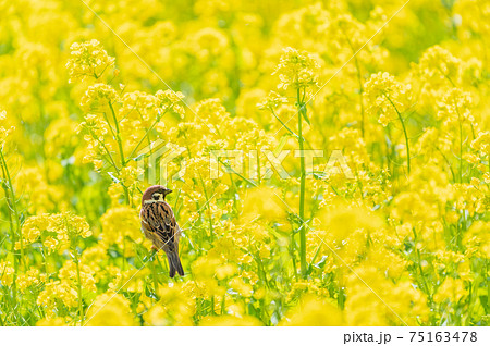 菜の花畑と1羽のスズメ 75163478