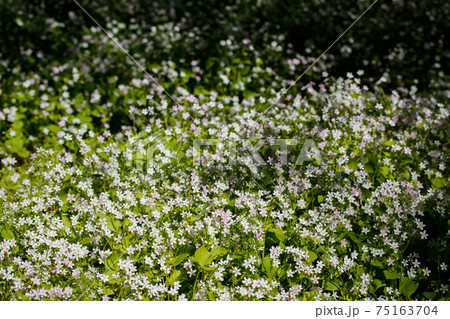 Background of white wildflowers of Claytonia sibirica in shady forest 75163704