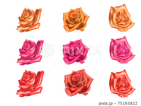 バラの花 色3種のイラスト素材