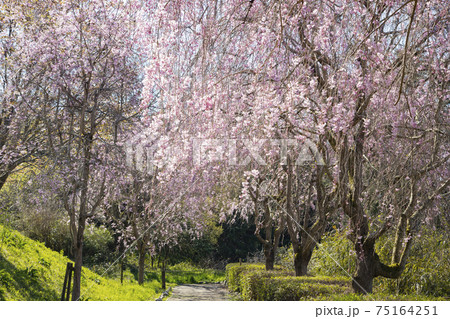 常陸風土記の丘　しだれ桜 75164251