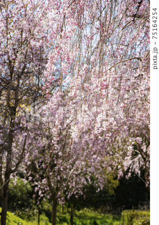 常陸風土記の丘　しだれ桜 75164254