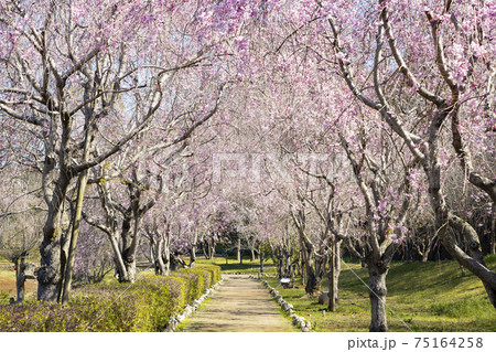 常陸風土記の丘　しだれ桜 75164258