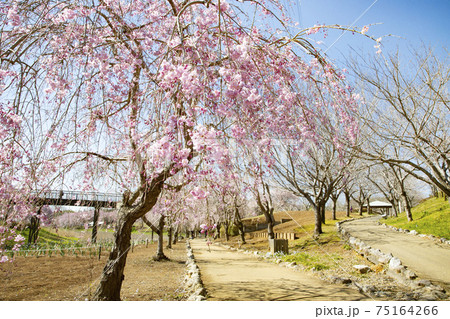 常陸風土記の丘　しだれ桜 75164266