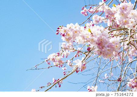 常陸風土記の丘　しだれ桜 75164272