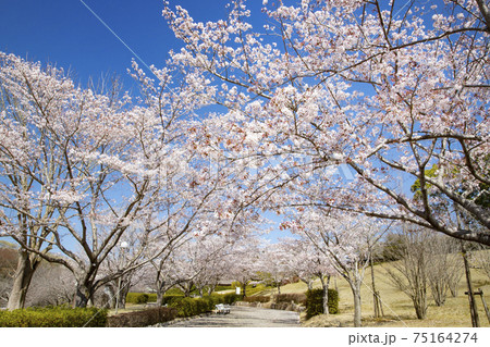 常陸風土記の丘　ソメイヨシノの並木道 75164274
