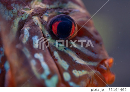 Discus Symphysodon, freshwater fish native to the Amazon River, in fishtank 75164462