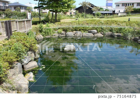 泉が森の泉 泉が森の泉 75164875