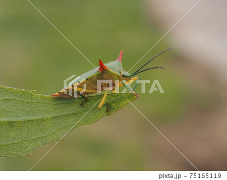 オオツノカメムシ 75165119