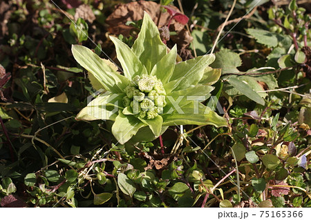 フキノトウ 75165366