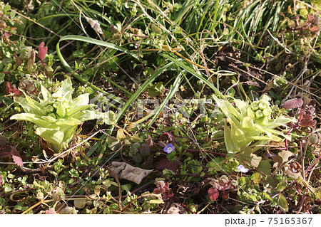 フキノトウ フキノトウ 75165367